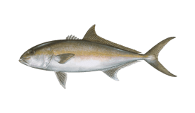 amberjack