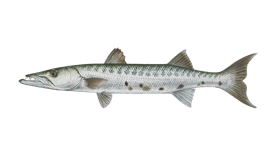 barracuda-great