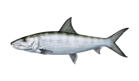 bonefish