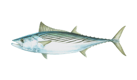 bonito