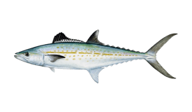 cero-mackerel