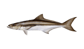 cobia