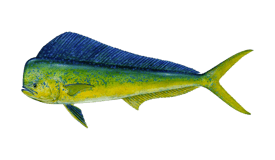 dolphin-mahi-mahi