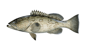grouper-gag