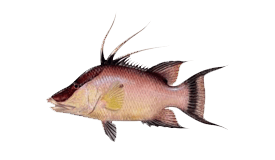 hogfish