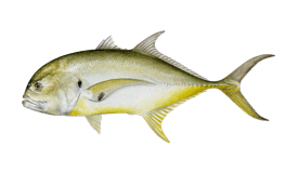 jack-crevalle