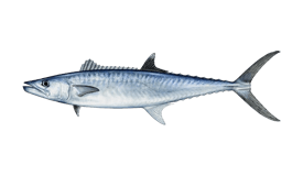 king-mackerel-kingfish