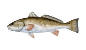 redfish
