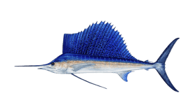 sailfish