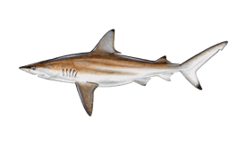 shark-blacktip
