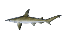 Bonnethead Shark