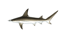 shark-hammerhead
