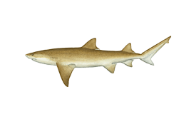 shark-lemon