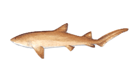 shark-nurse