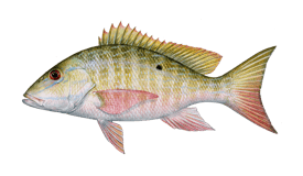 snapper-mutton