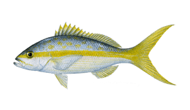 snapper-yellowtail