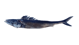 snoek