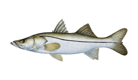 snook