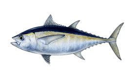 tuna-blackfin