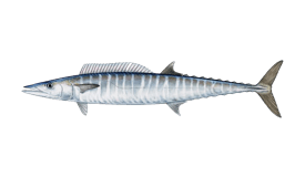 wahoo