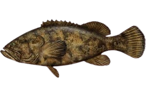 Goliath Grouper