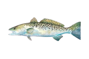 Seatrout